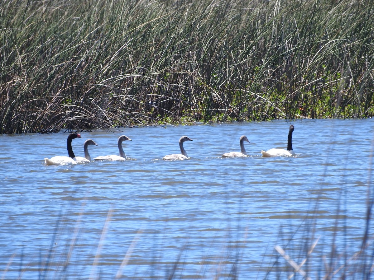 Black-necked Swan - ML391865051