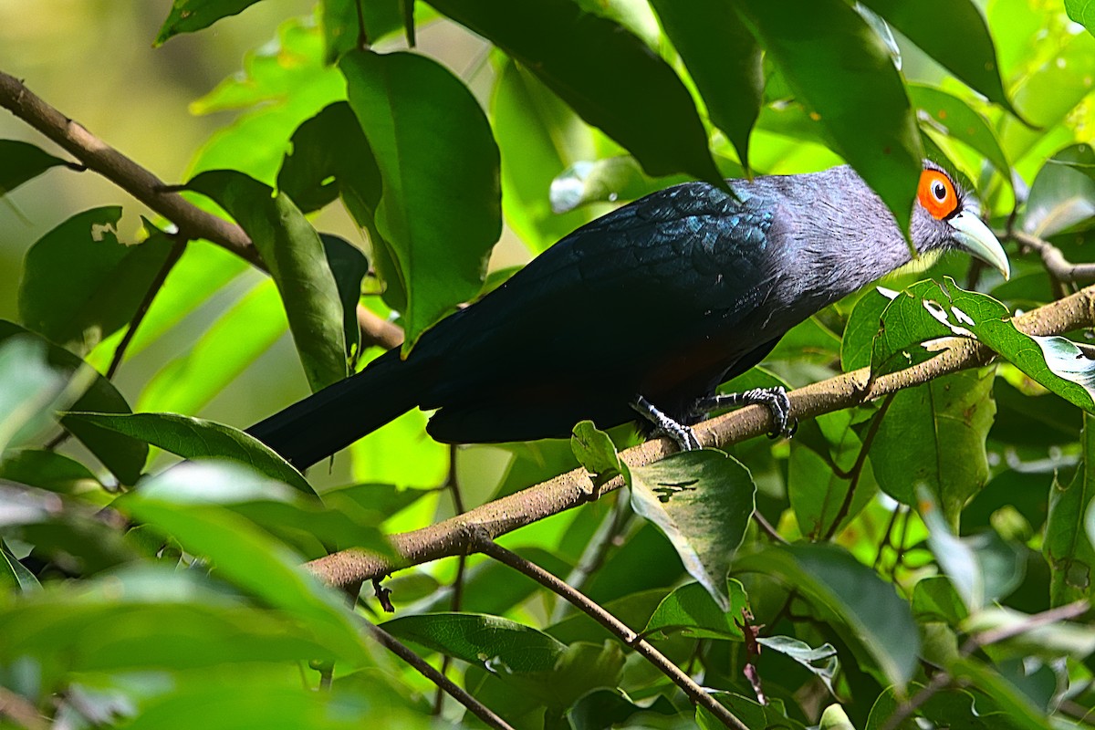 Chestnut-bellied Malkoha - VINODKUMAR SARANATHAN