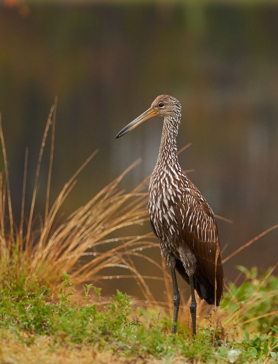 Limpkin - ML391867271