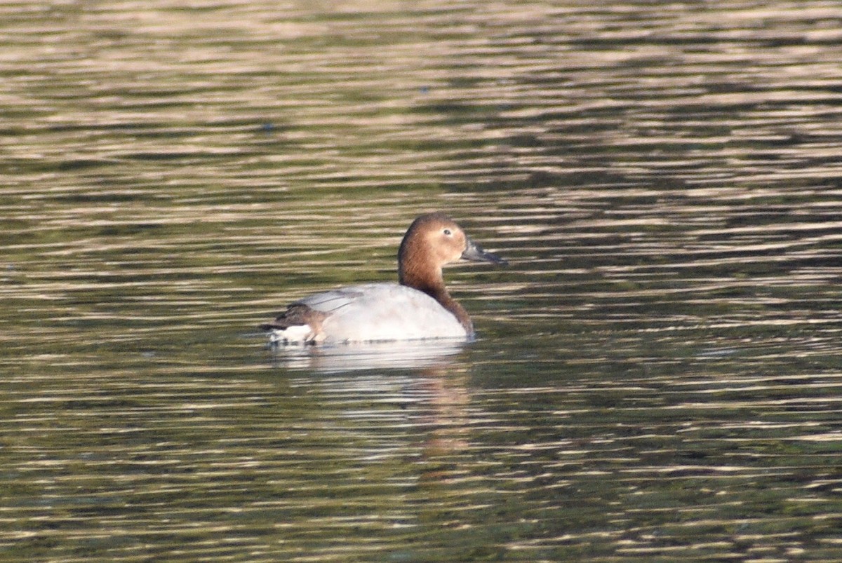 Canvasback - ML391870481