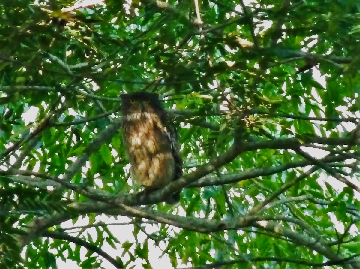 Brown Fish-Owl - Debjit Singh Deo