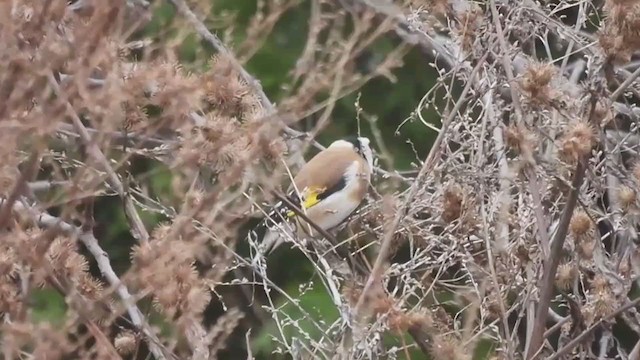 European Goldfinch - ML391871861