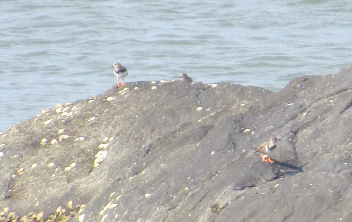 Ruddy Turnstone - ML391872201