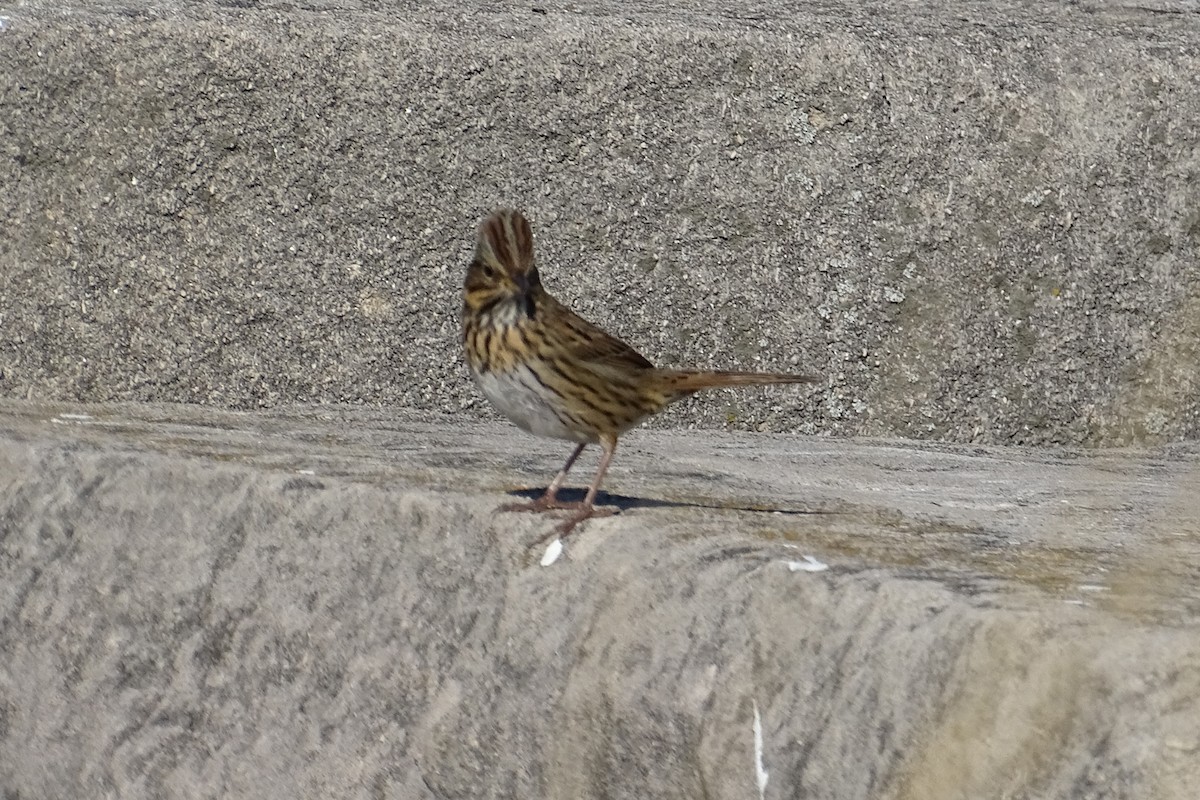 Lincoln's Sparrow - ML391872271