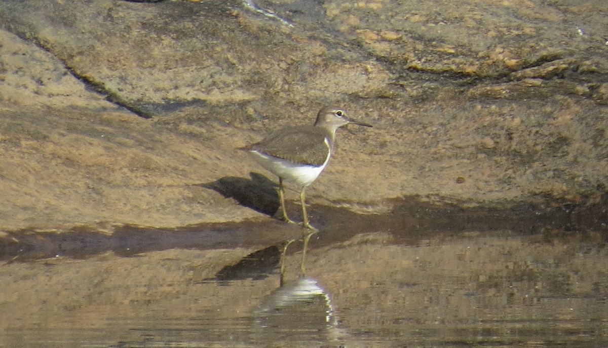 Common Sandpiper - Aditya Nayak