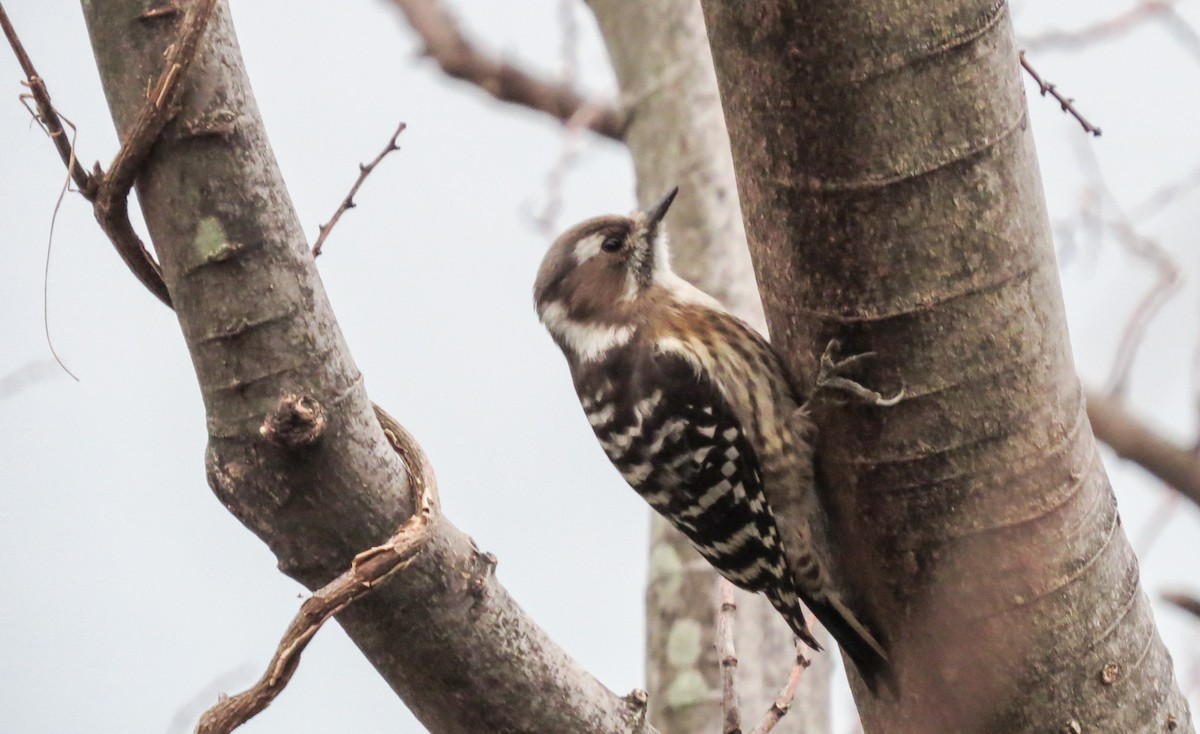 Japanese Pygmy Woodpecker - ML391872731
