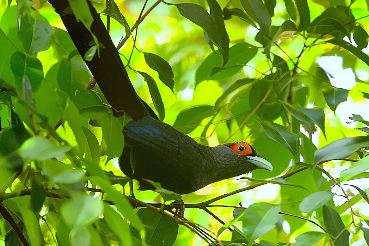 Chestnut-bellied Malkoha - VINODKUMAR SARANATHAN