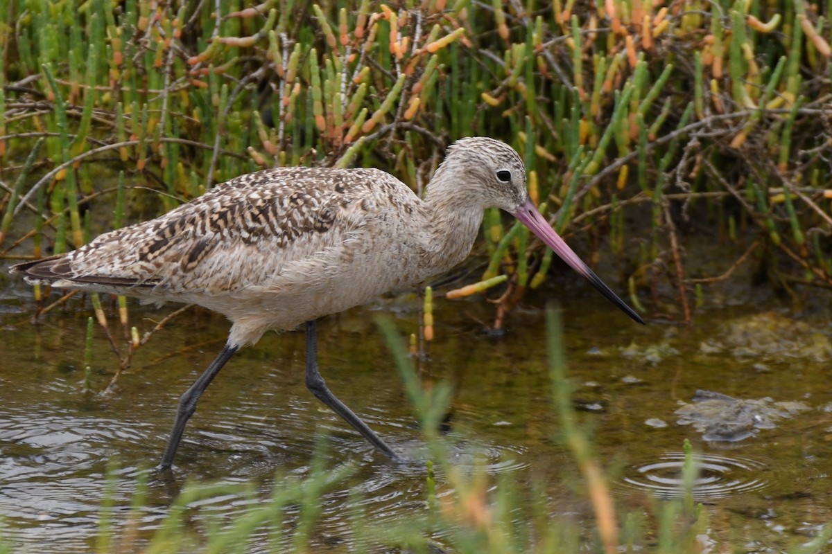 Marbled Godwit - ML391878021