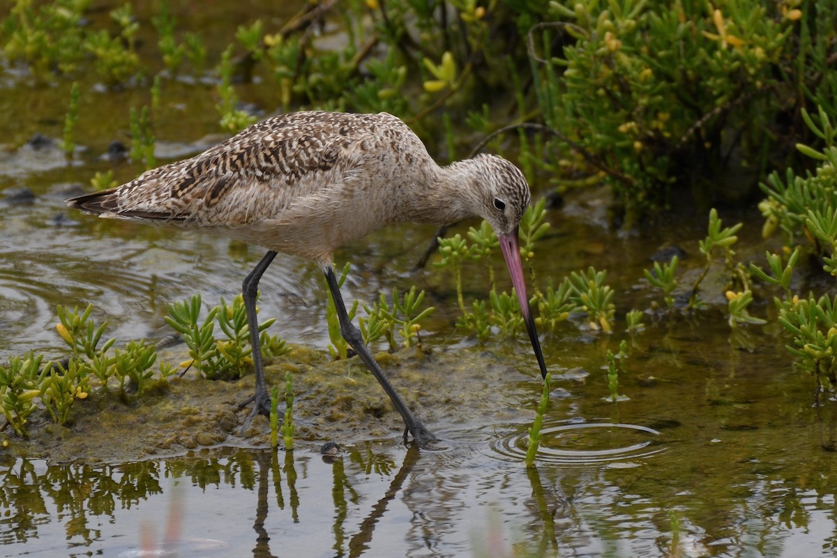 Marbled Godwit - ML391878061