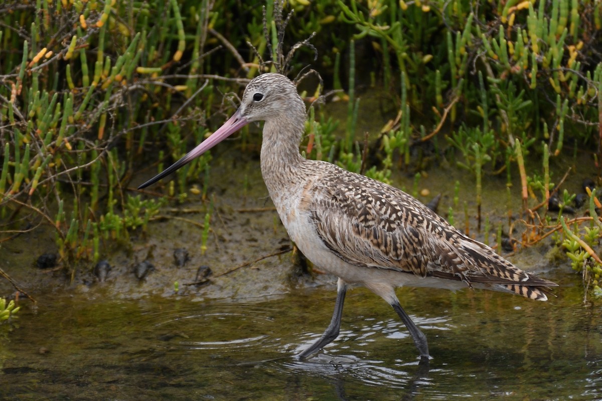 Marbled Godwit - ML391878081