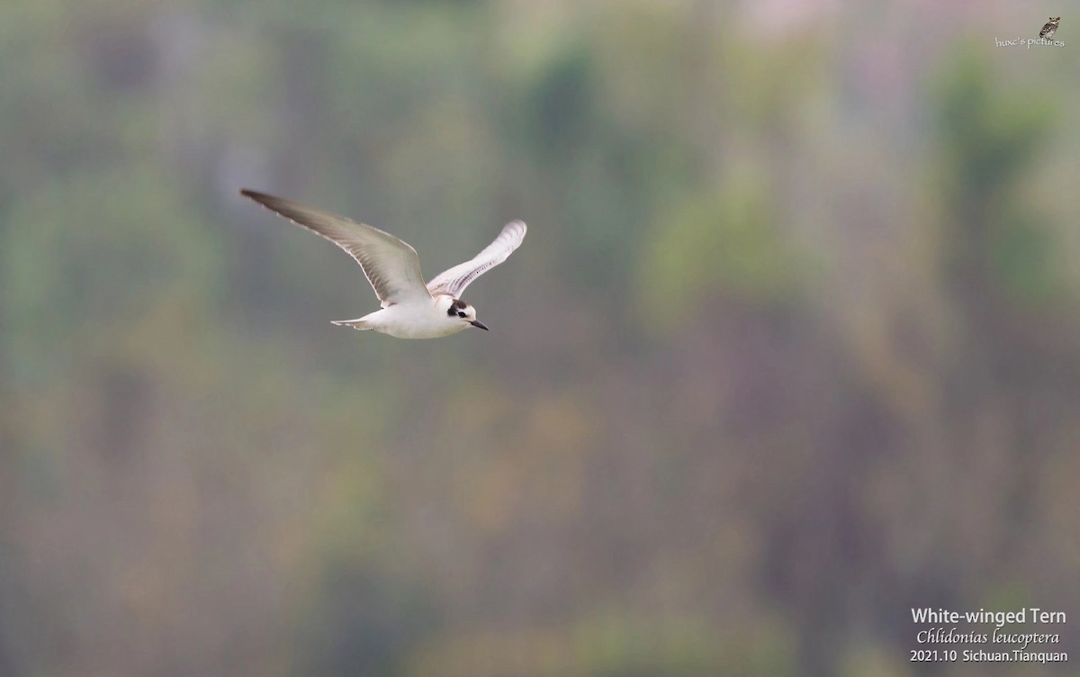 White-winged Tern - ML391878981
