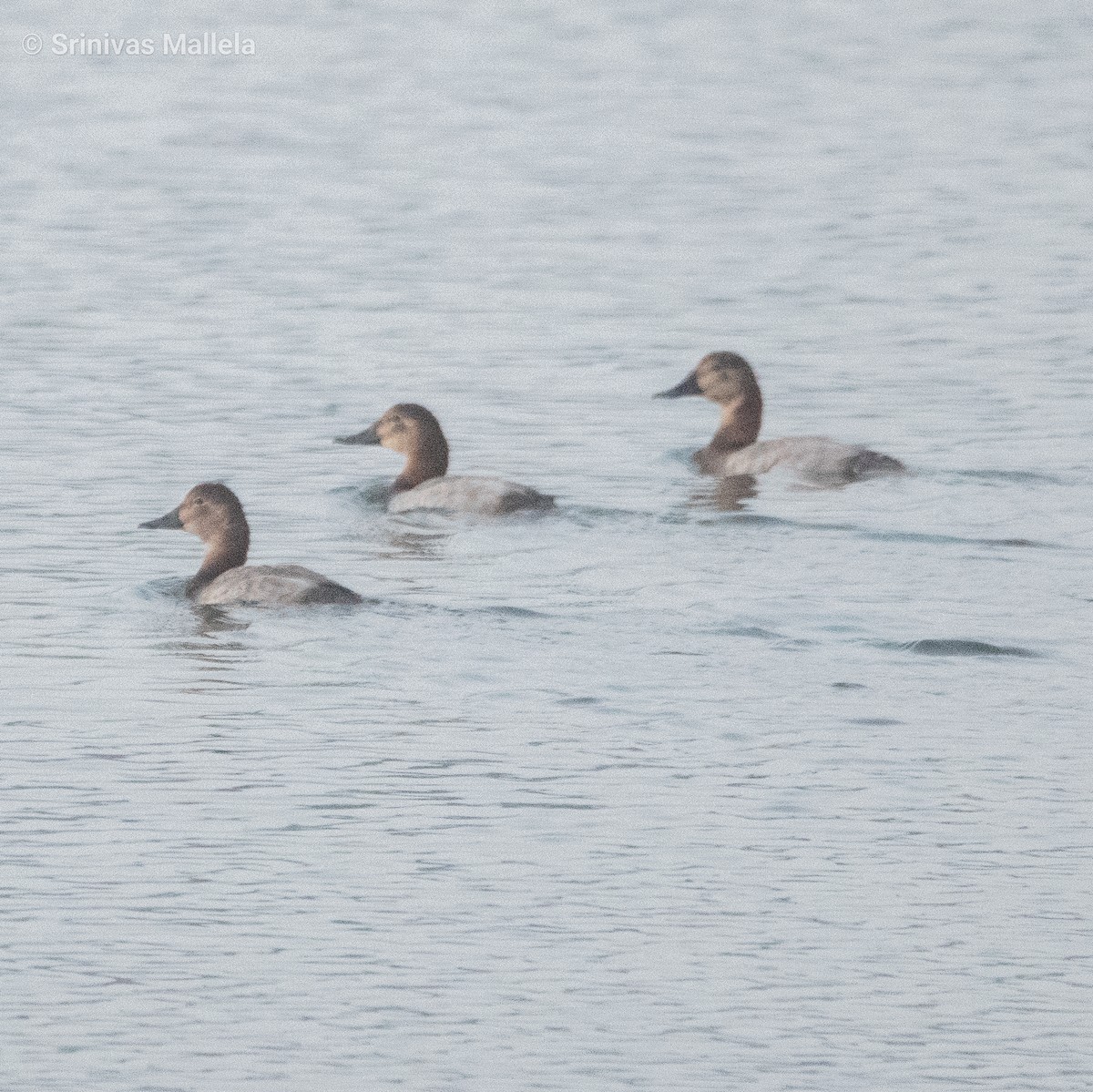 Common Pochard - ML391880361