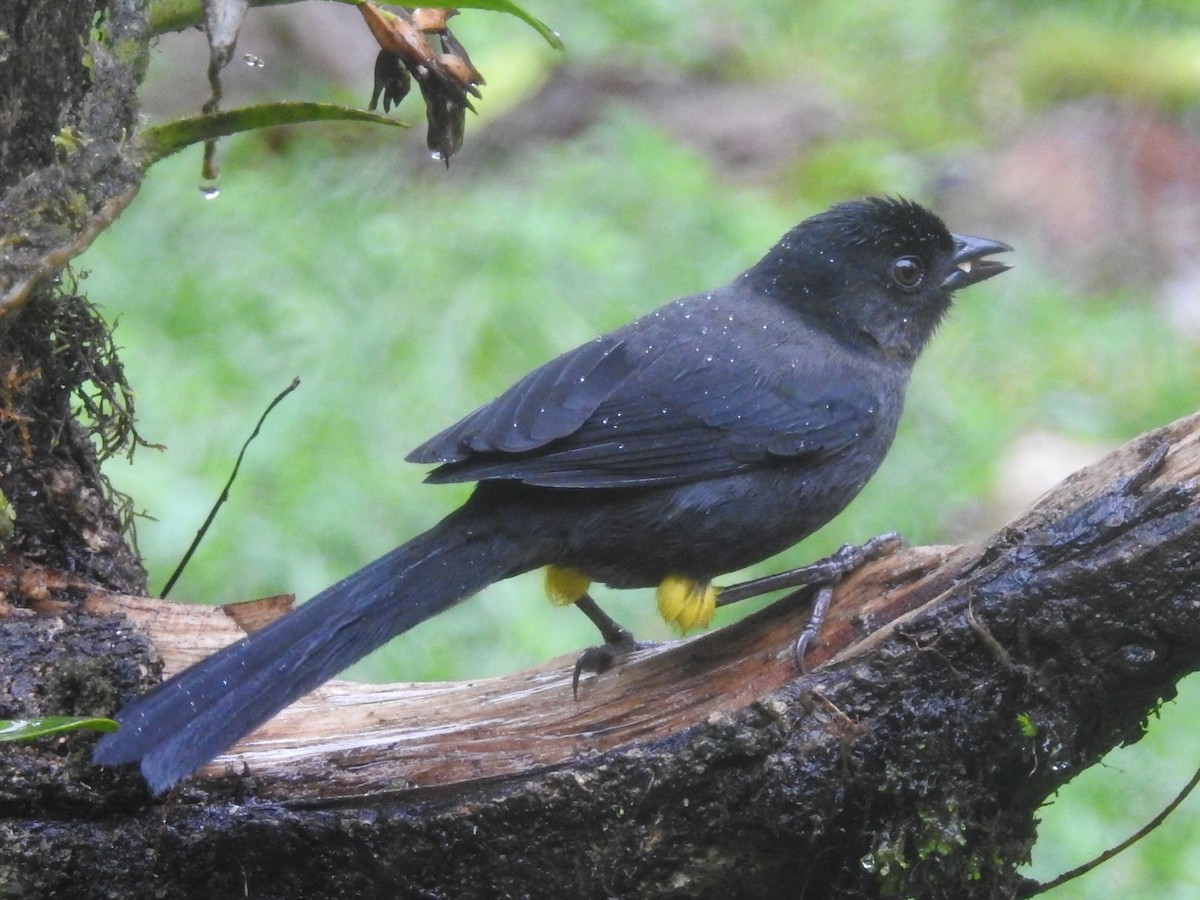 Yellow-thighed Brushfinch - Daniel Garrigues