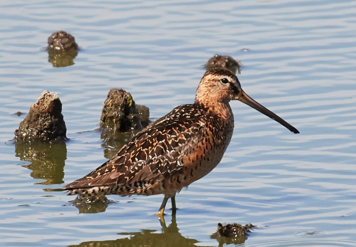 Short-billed Dowitcher - ML39188181