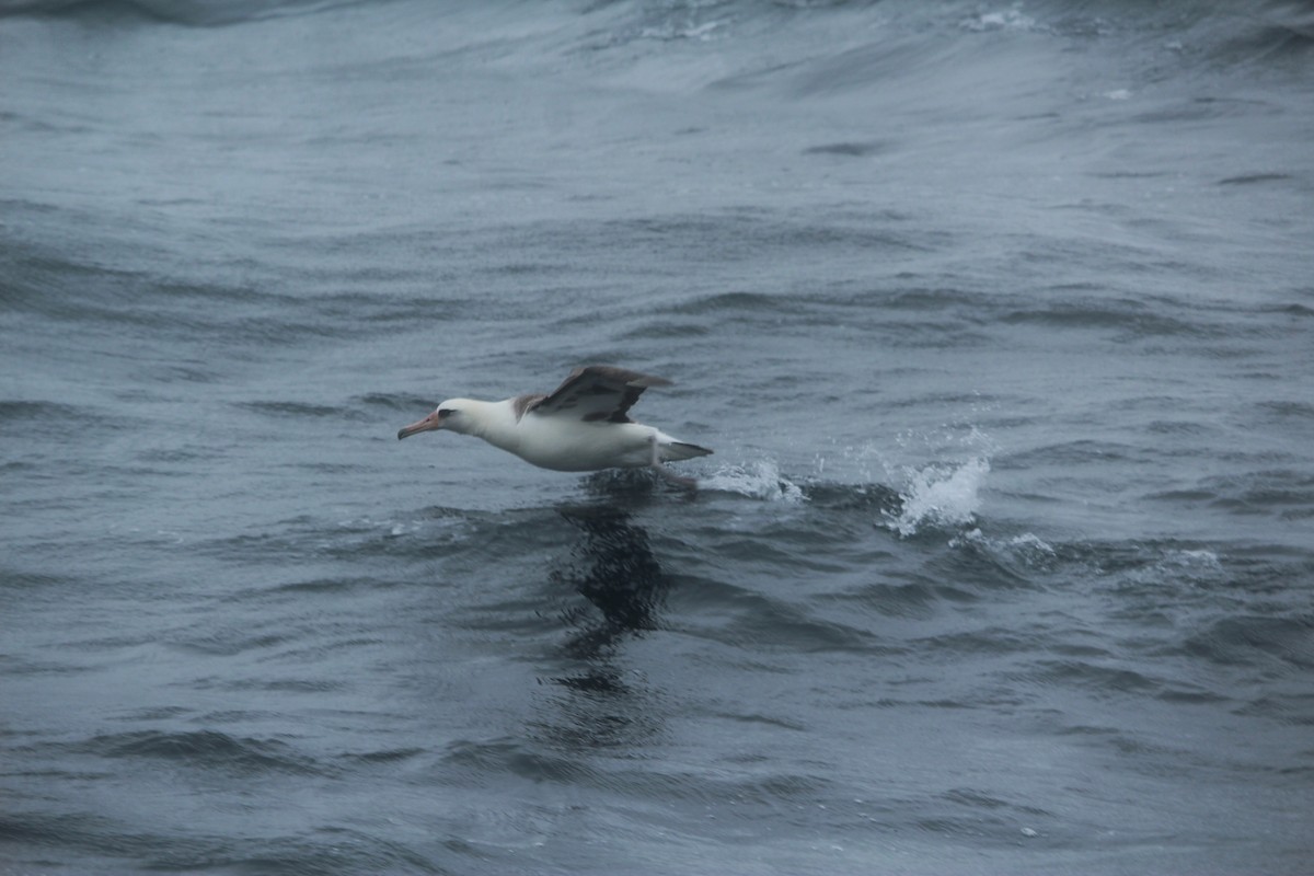 Laysan Albatross - ML391882801