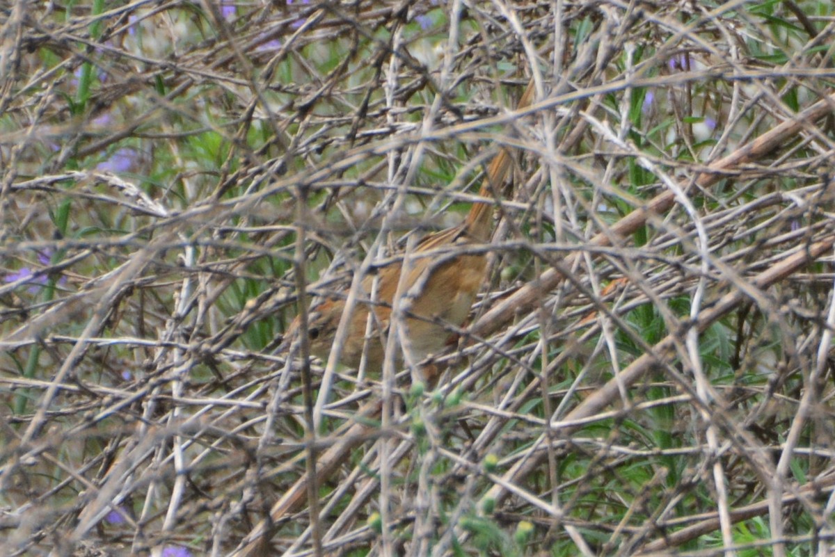 Tawny Grassbird - Leonie Beaulieu