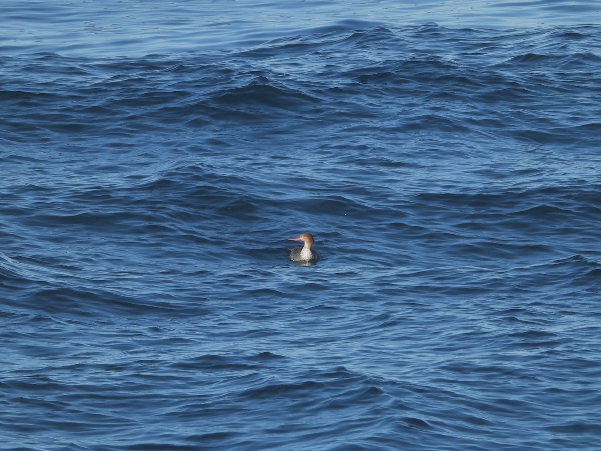 Red-breasted Merganser - ML391884211