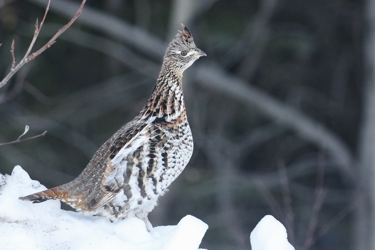 Ruffed Grouse - ML391884851