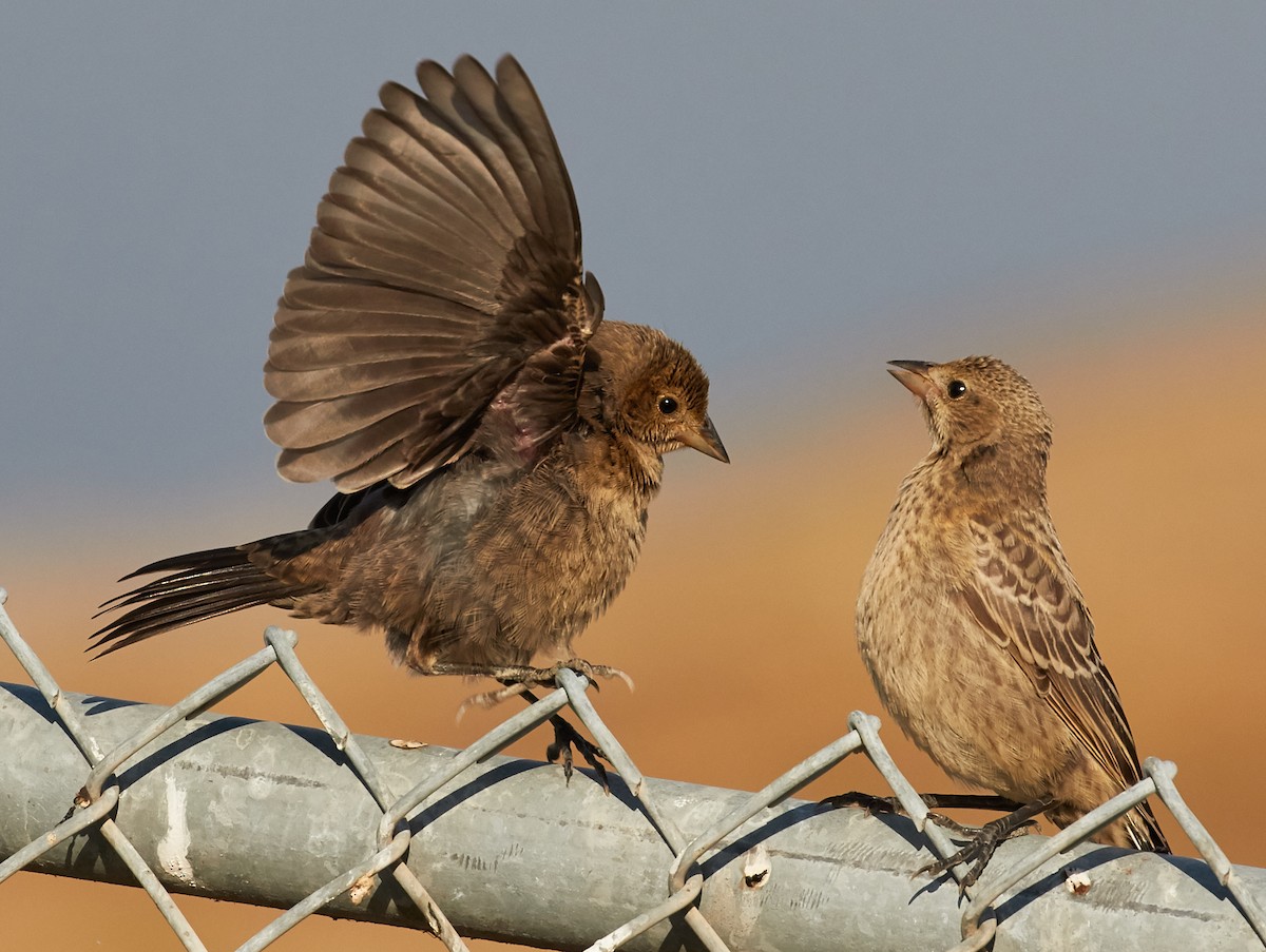 Brown-headed Cowbird - Brooke Miller