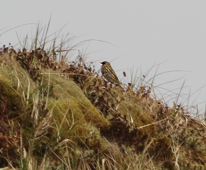 Olive-backed Pipit - ML391885091