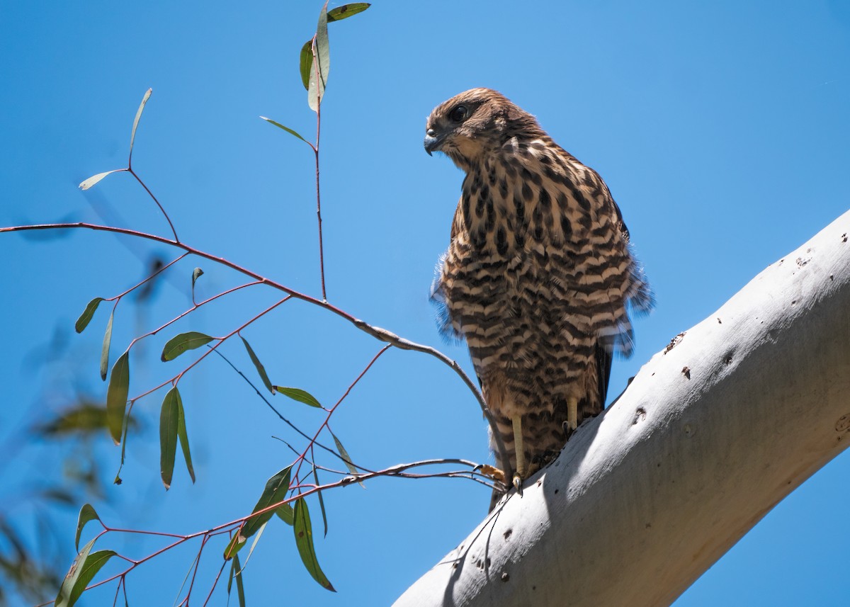 Brown Goshawk - ML391888301