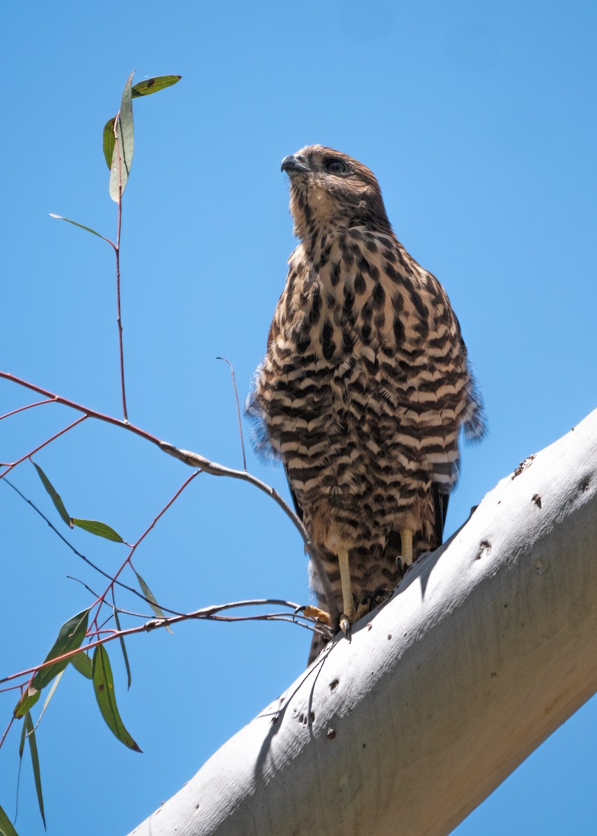 Brown Goshawk - ML391888311