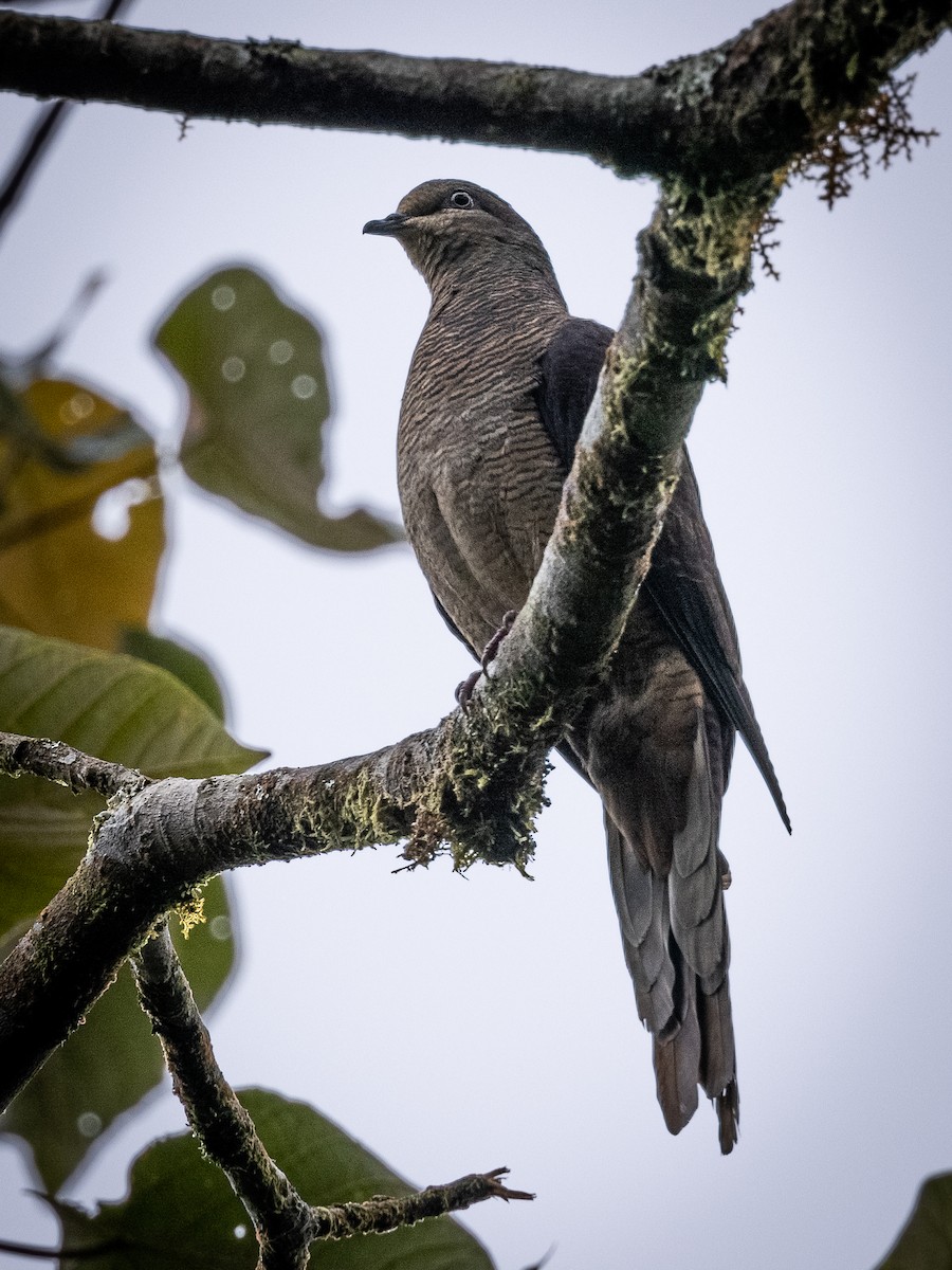 Barred Cuckoo-Dove - ML391889141