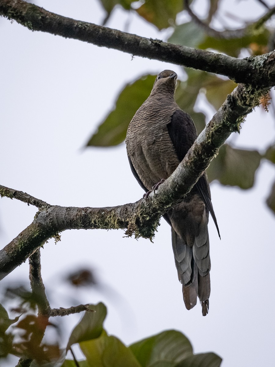 Barred Cuckoo-Dove - ML391889161