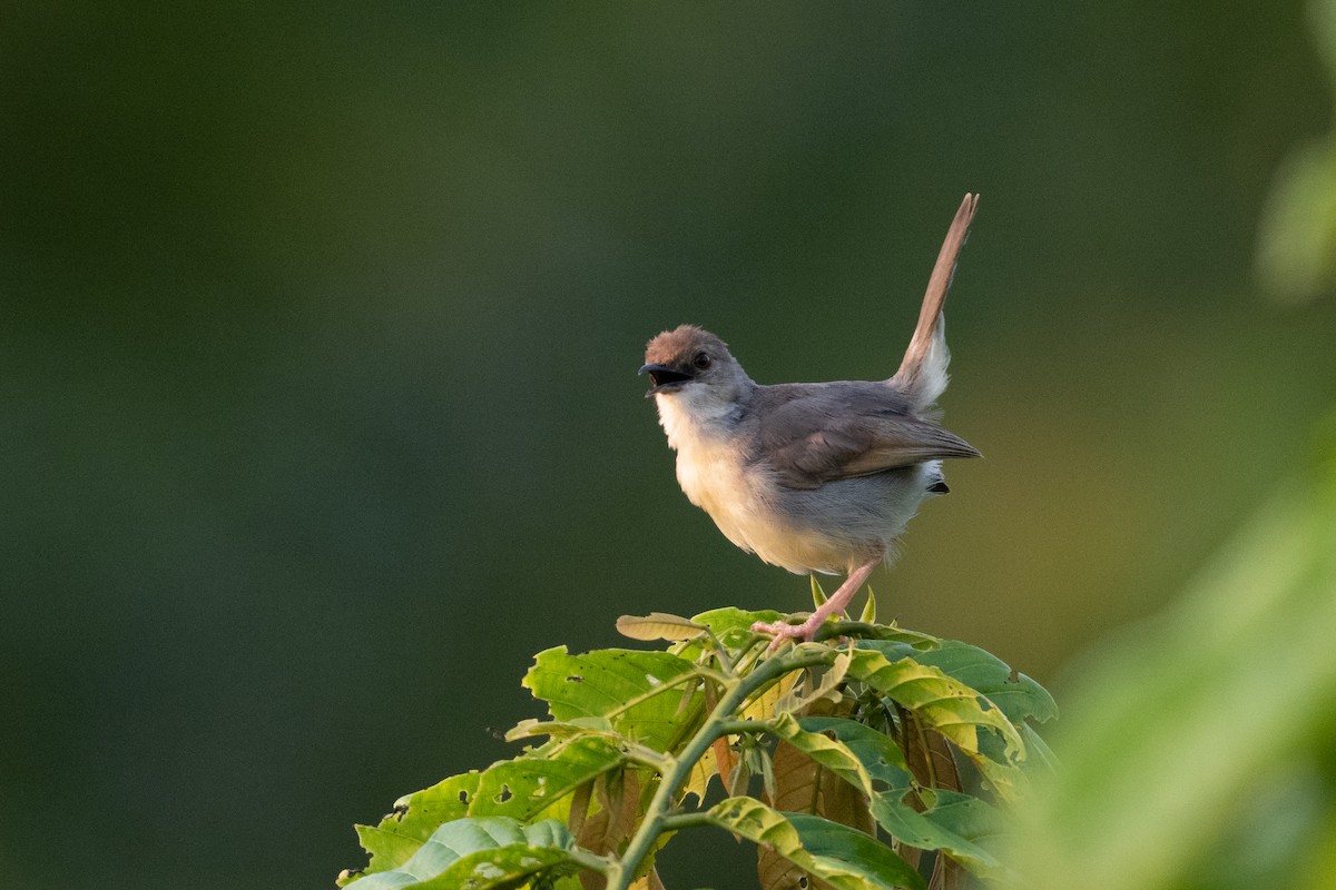 Singing Cisticola - ML391890341