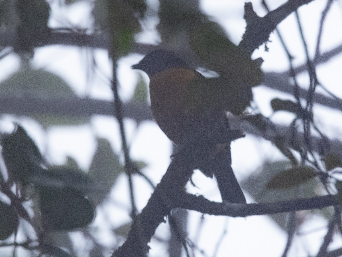 Rufous-vented Niltava - ML391890581