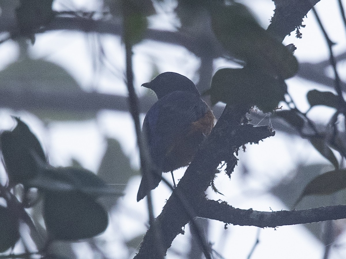 Rufous-vented Niltava - ML391890591