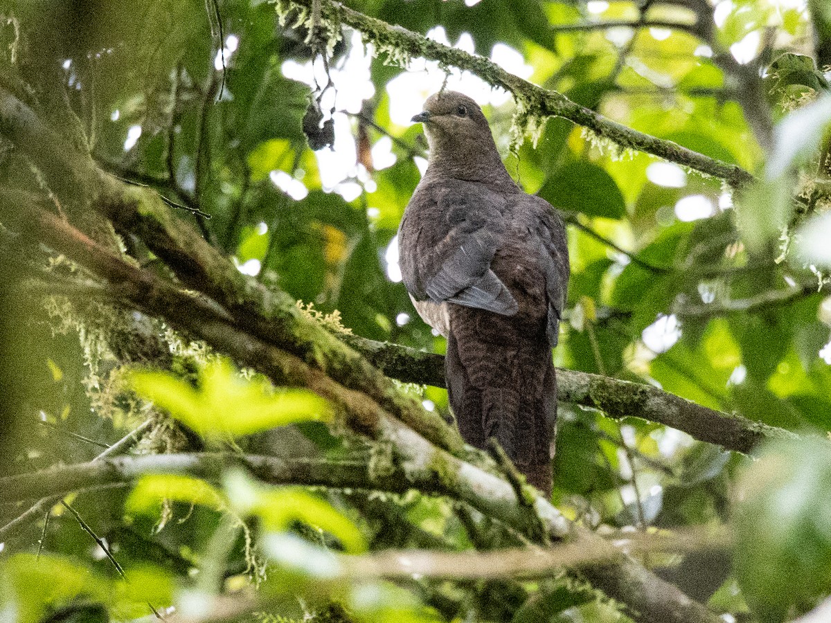 Barred Cuckoo-Dove - ML391891051