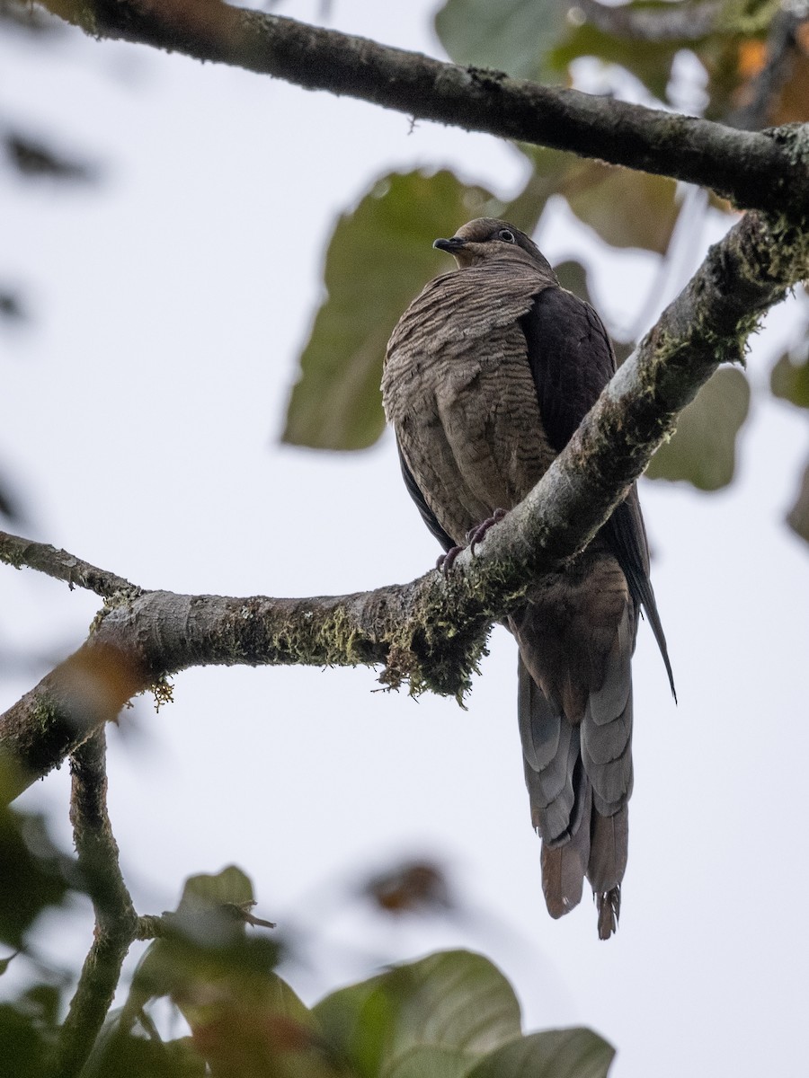 Barred Cuckoo-Dove - ML391891071