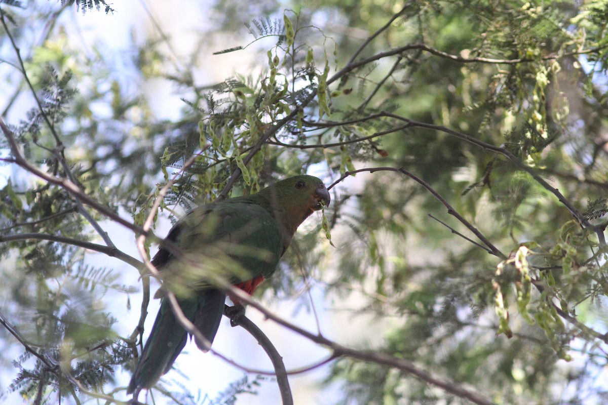 Australian King-Parrot - ML391892991