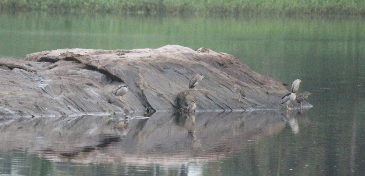 Black-crowned Night Heron - ML39189411