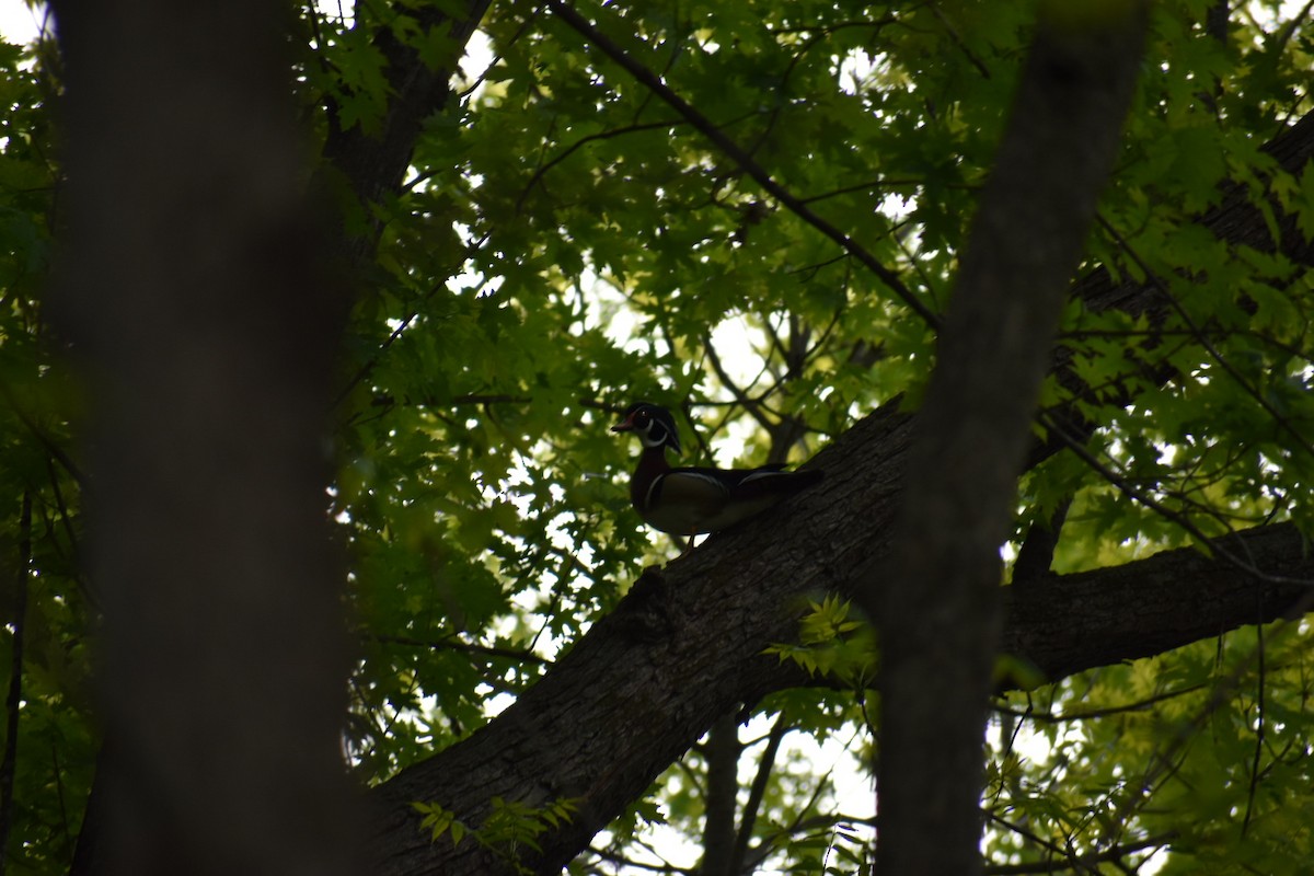 Wood Duck - ML391894231