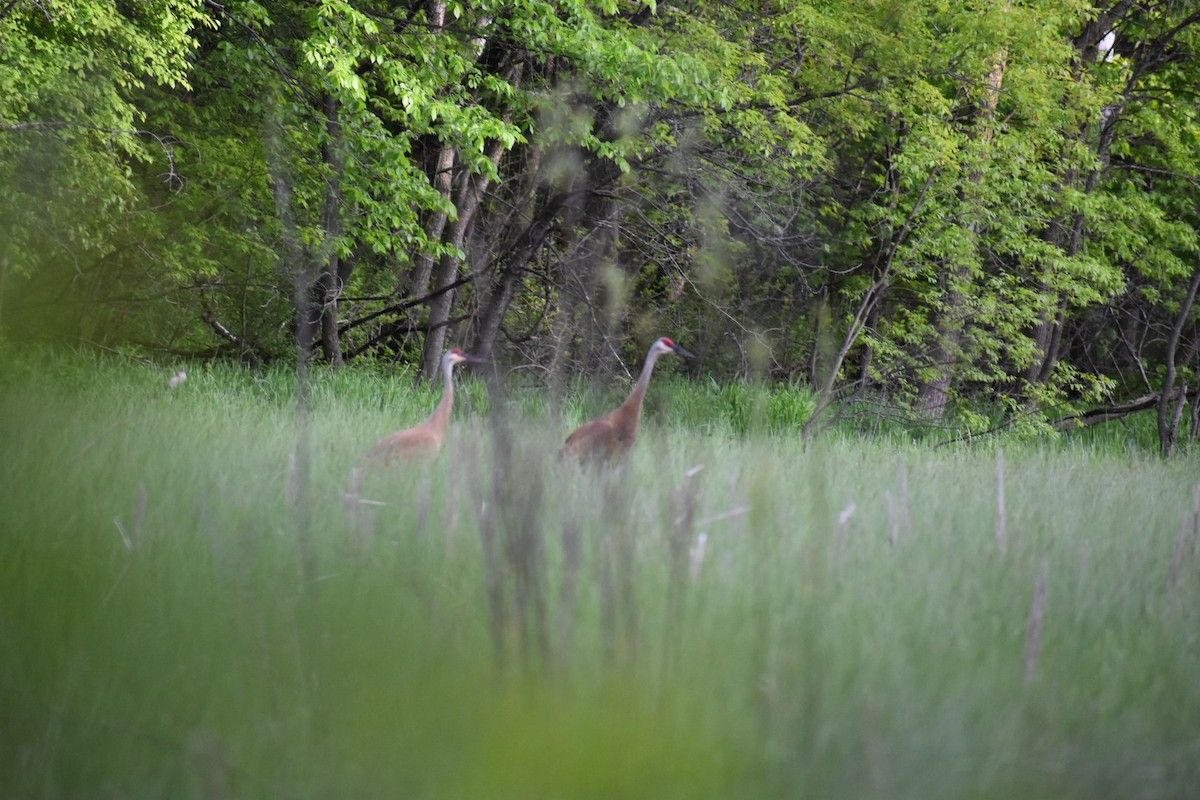 Sandhill Crane - Jack  DeMarais