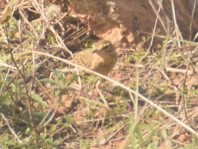 Paddyfield Pipit - ML391894841