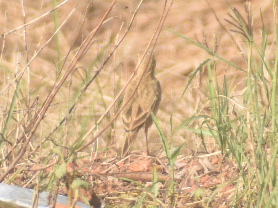 Paddyfield Pipit - ML391894851