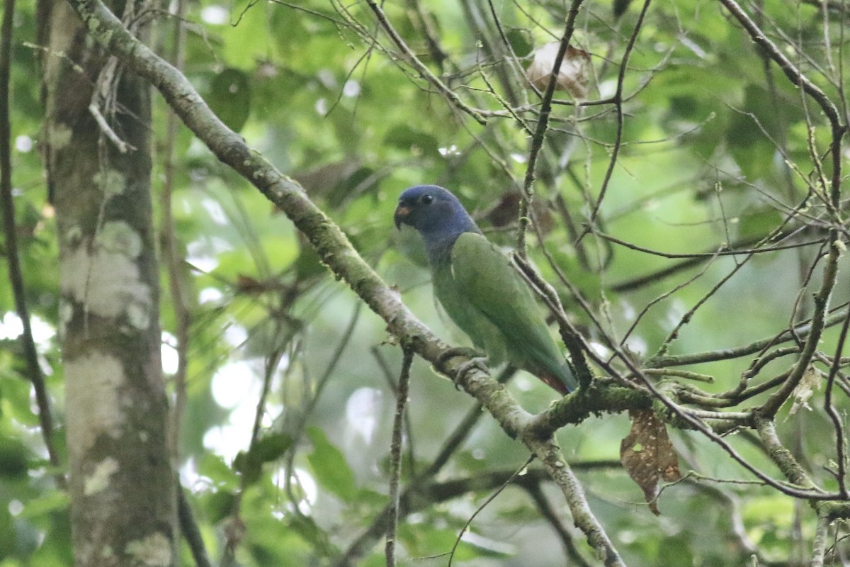 Blue-headed Parrot - ML391895211