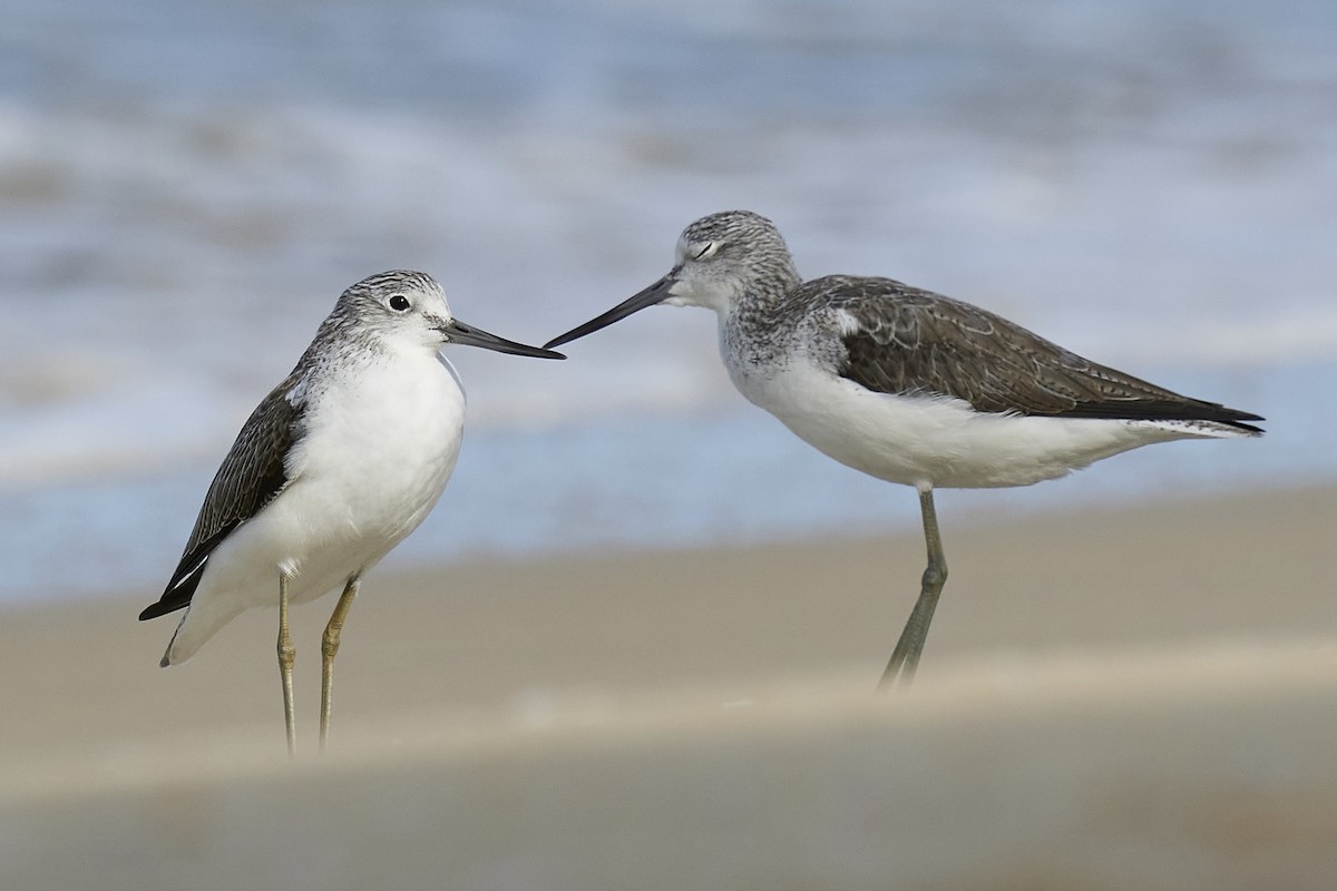 Common Greenshank - ML391896761