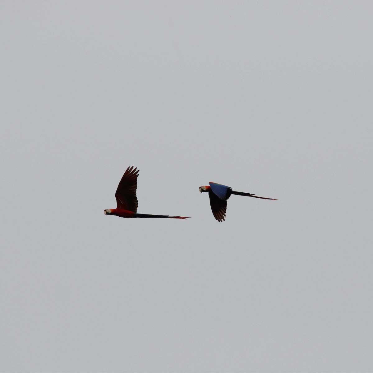 Red-and-green Macaw - ML391897311