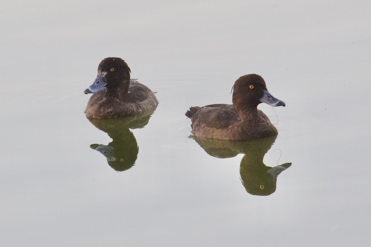Tufted Duck - ML391897391