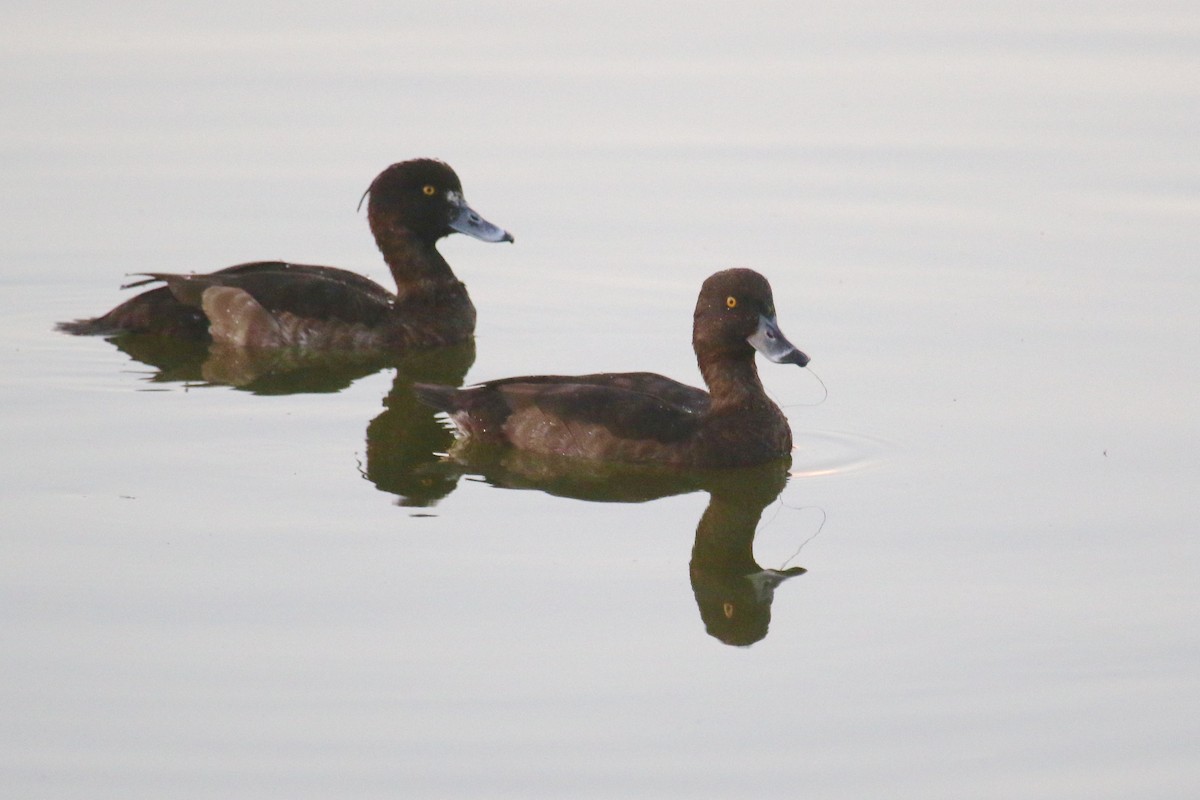 Tufted Duck - ML391897401