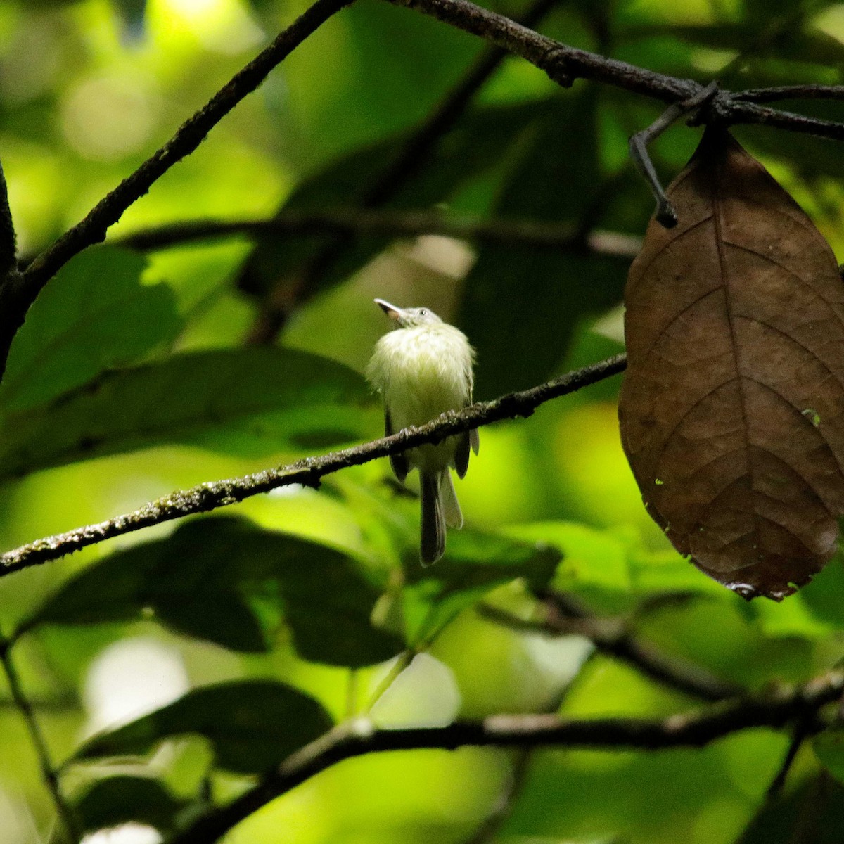 White-eyed Tody-Tyrant - ML391897421