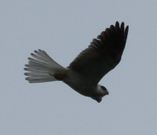 White-tailed Kite - ML39190041