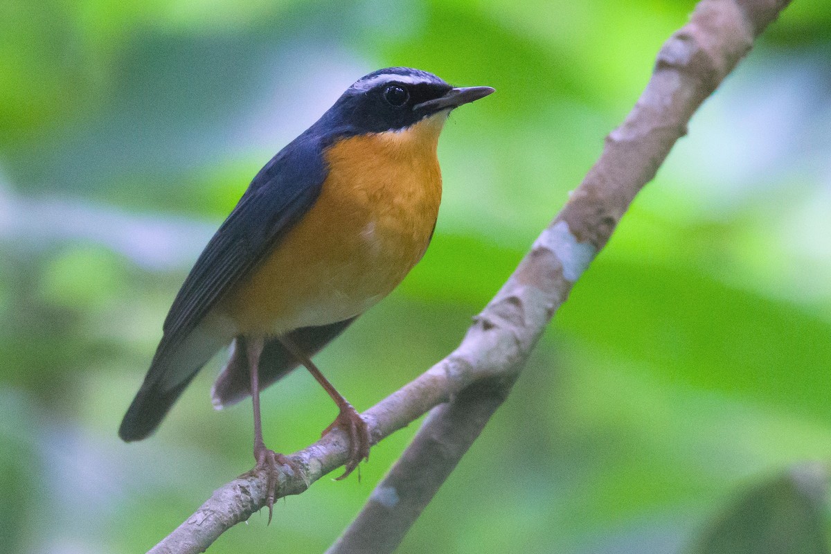 Indian Blue Robin - Ronith Urs
