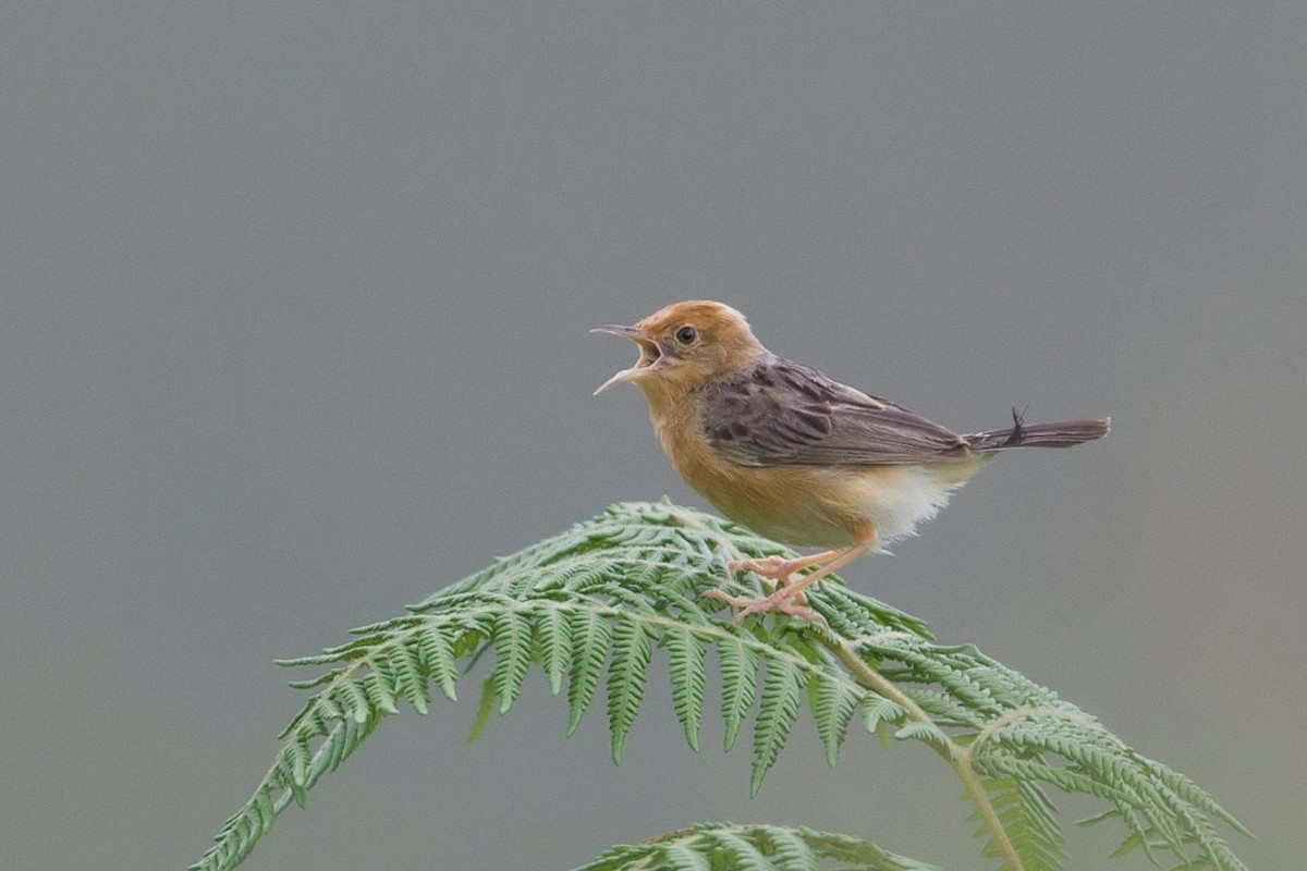 Golden-headed Cisticola - ML391901101