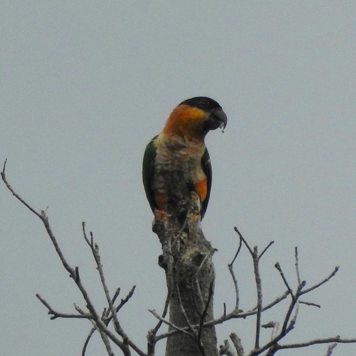 Black-headed Parrot - ML391901171