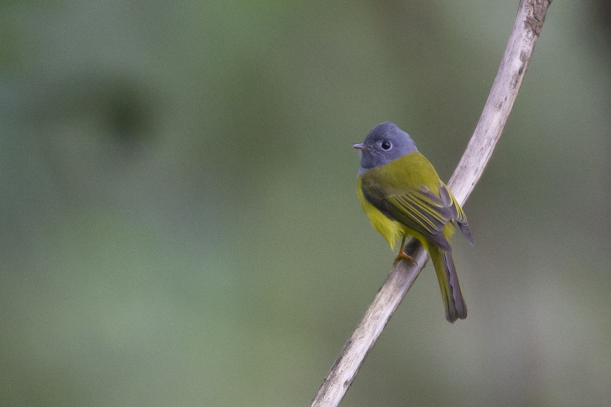 Gray-headed Canary-Flycatcher - ML391901231